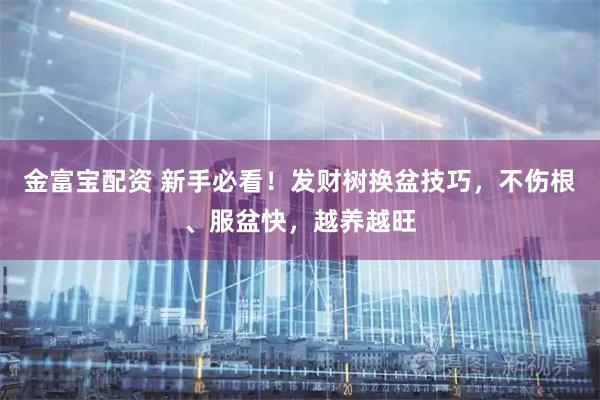 金富宝配资 新手必看！发财树换盆技巧，不伤根、服盆快，越养越旺